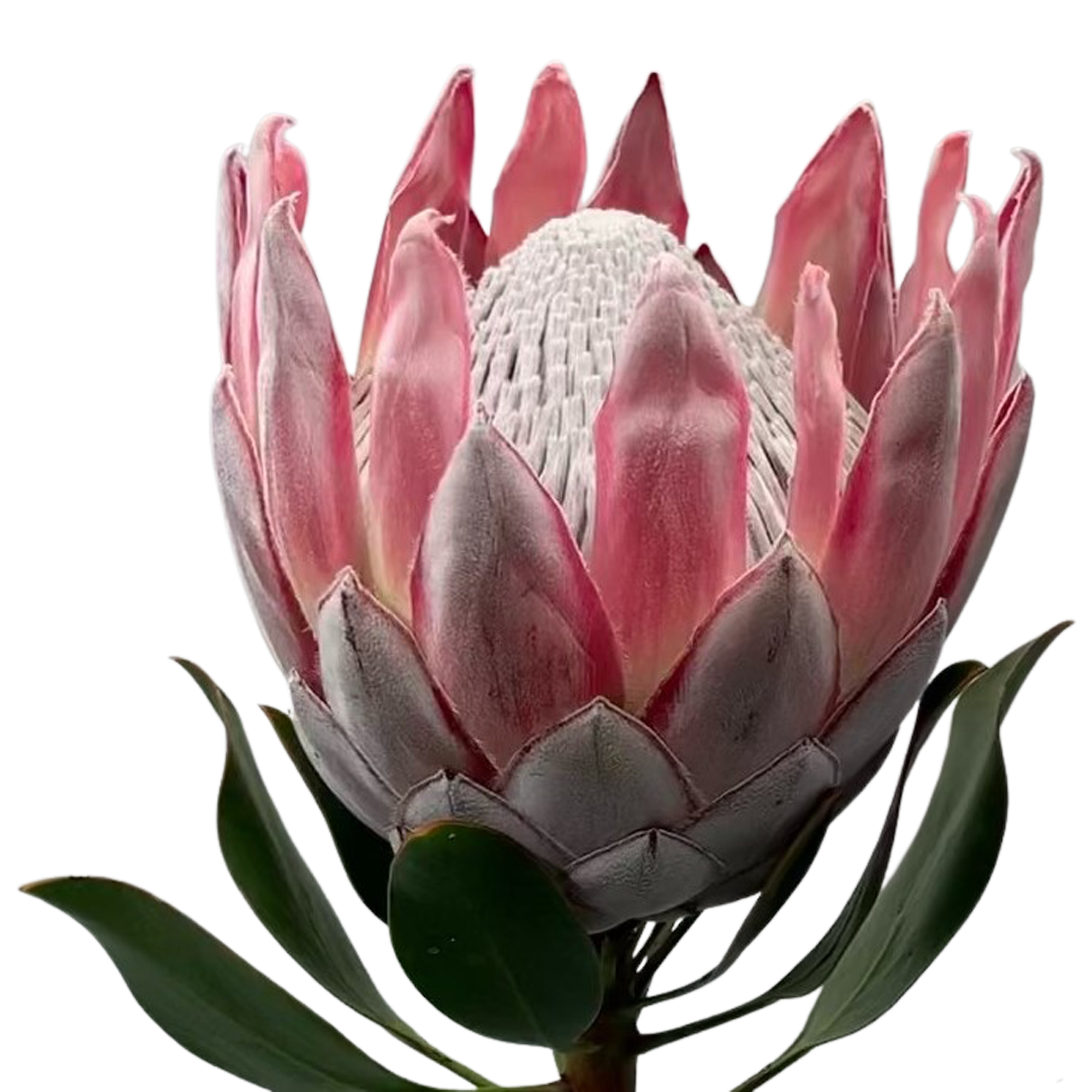King Pink Proteas