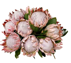 Spectacular King Pink Proteas 50 cm